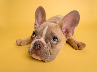 Hoe kies je de beste dierenarts voor jouw huisdier?