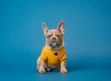 10 signalen dat je huisdier naar de dierenarts moet
